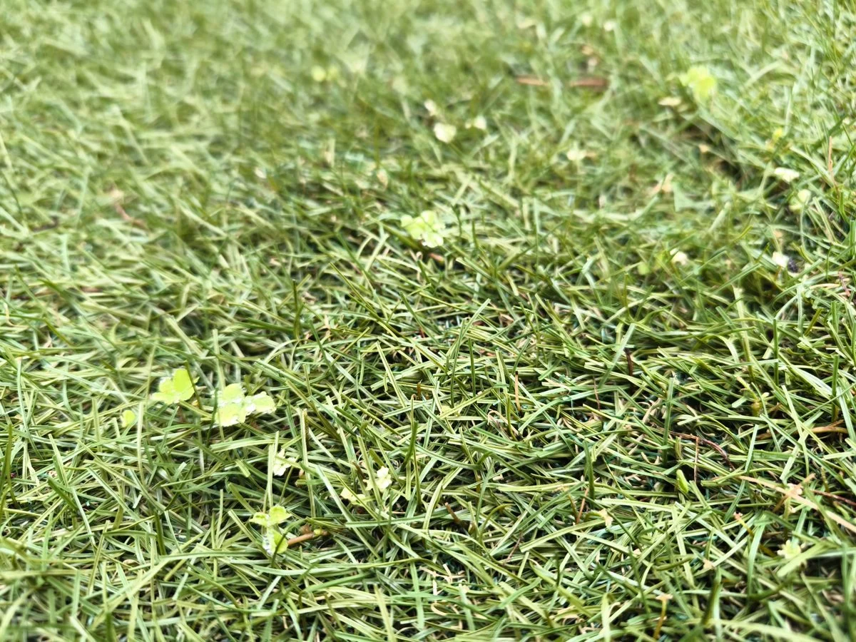 防草シートを敷いていても、草は多少生えてくる（2026年10月）